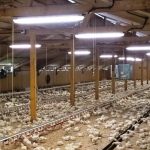 AD Harvey - Poultry Farm - Lighting