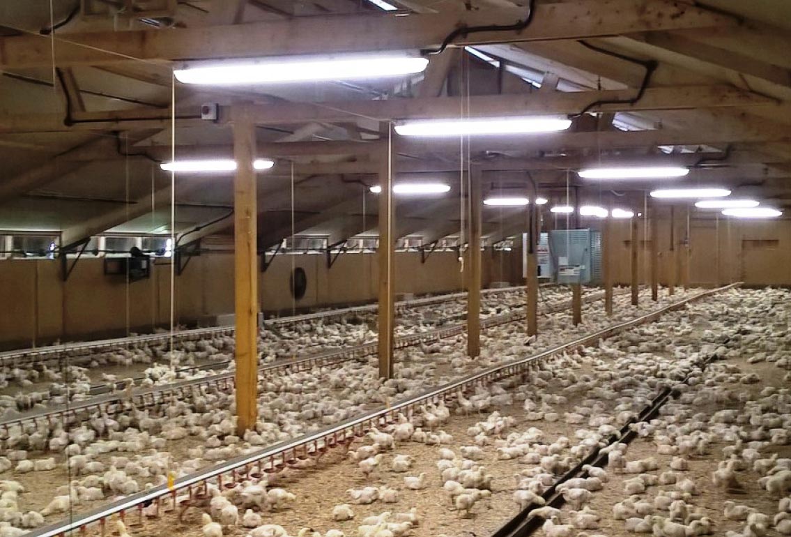 AD Harvey - Poultry Farm - Lighting AD Harvey - Poultry Farm - Lighting